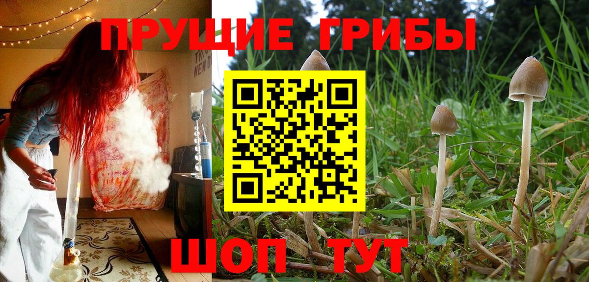 Псилоцибиновые грибы Psilocybe  Вход с VPN  Усинск 